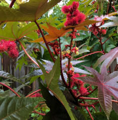 Ricinus. Communis Impala Castor oil Plant 15 seeds